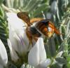 Rhodanthidium sticticum